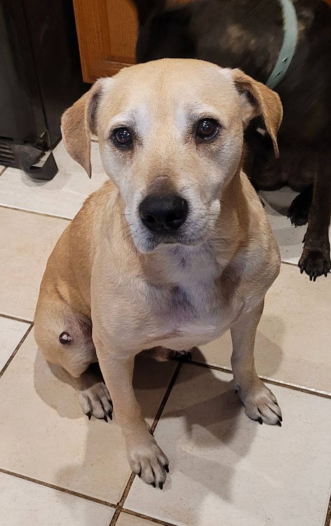 Labrador black store mouth cur mix