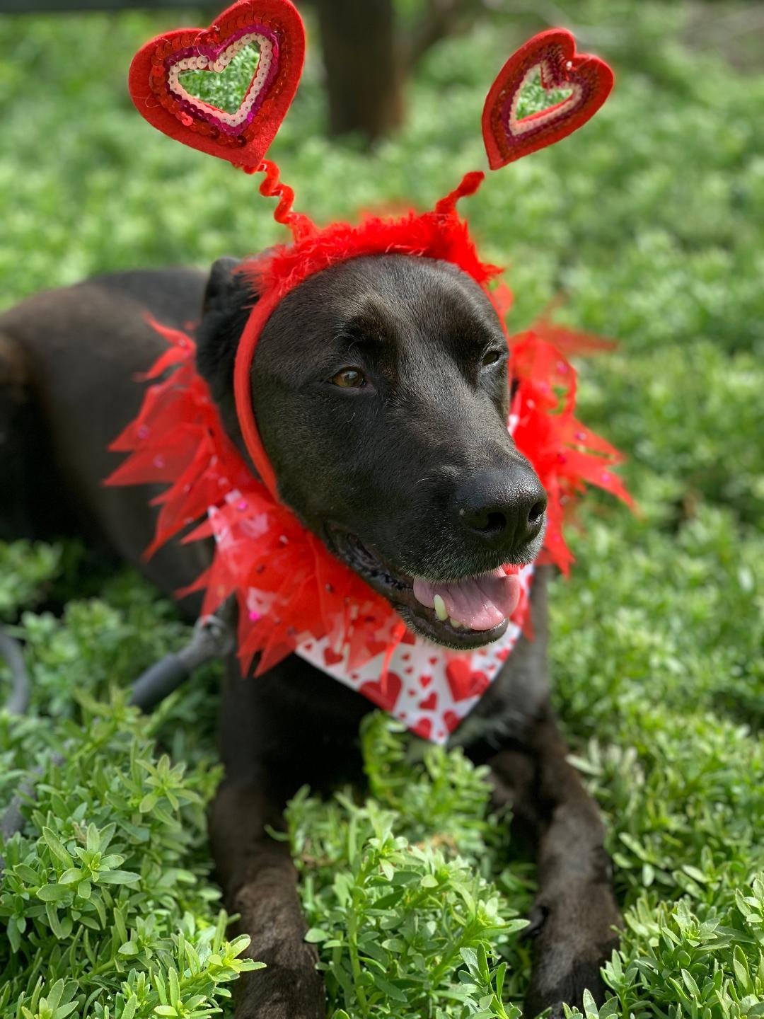 Ernie, an adoptable Labrador Retriever, Shepherd in San Diego, CA, 92108 | Photo Image 1
