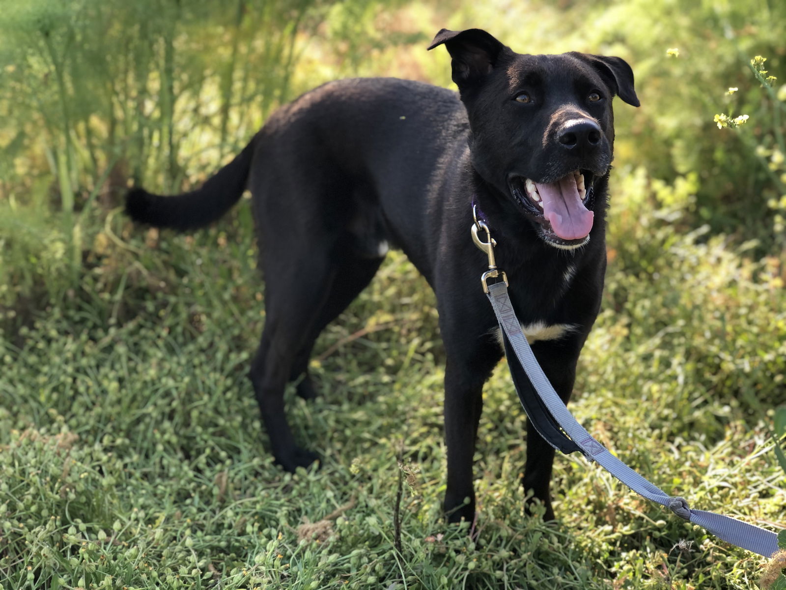 Ernie, an adoptable Labrador Retriever, Shepherd in San Diego, CA, 92108 | Photo Image 1