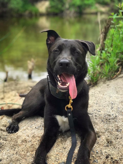 Ernie, an adoptable Labrador Retriever, Shepherd in San Diego, CA, 92108 | Photo Image 2