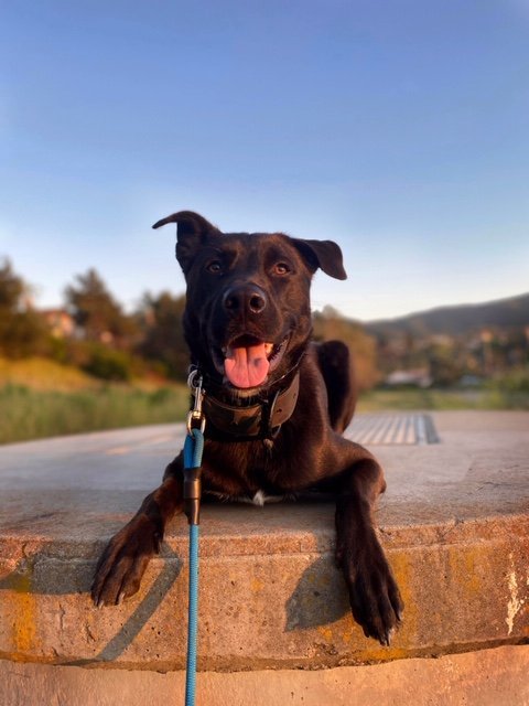 Ernie, an adoptable Labrador Retriever, Shepherd in San Diego, CA, 92108 | Photo Image 3
