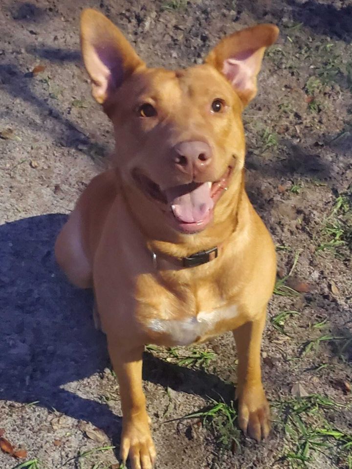 Eva, an adoptable Vizsla & Labrador Retriever Mix in Gibsonton , FL_image-1