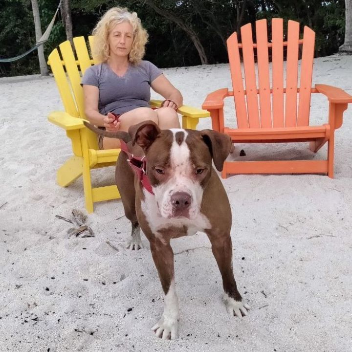Stevie, an adoptable American Bulldog in Miami, FL_image-5