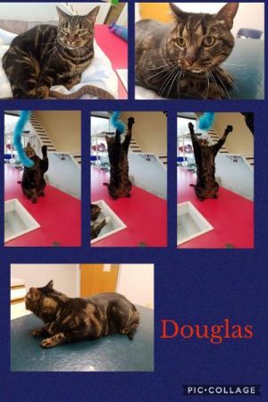 Douglas