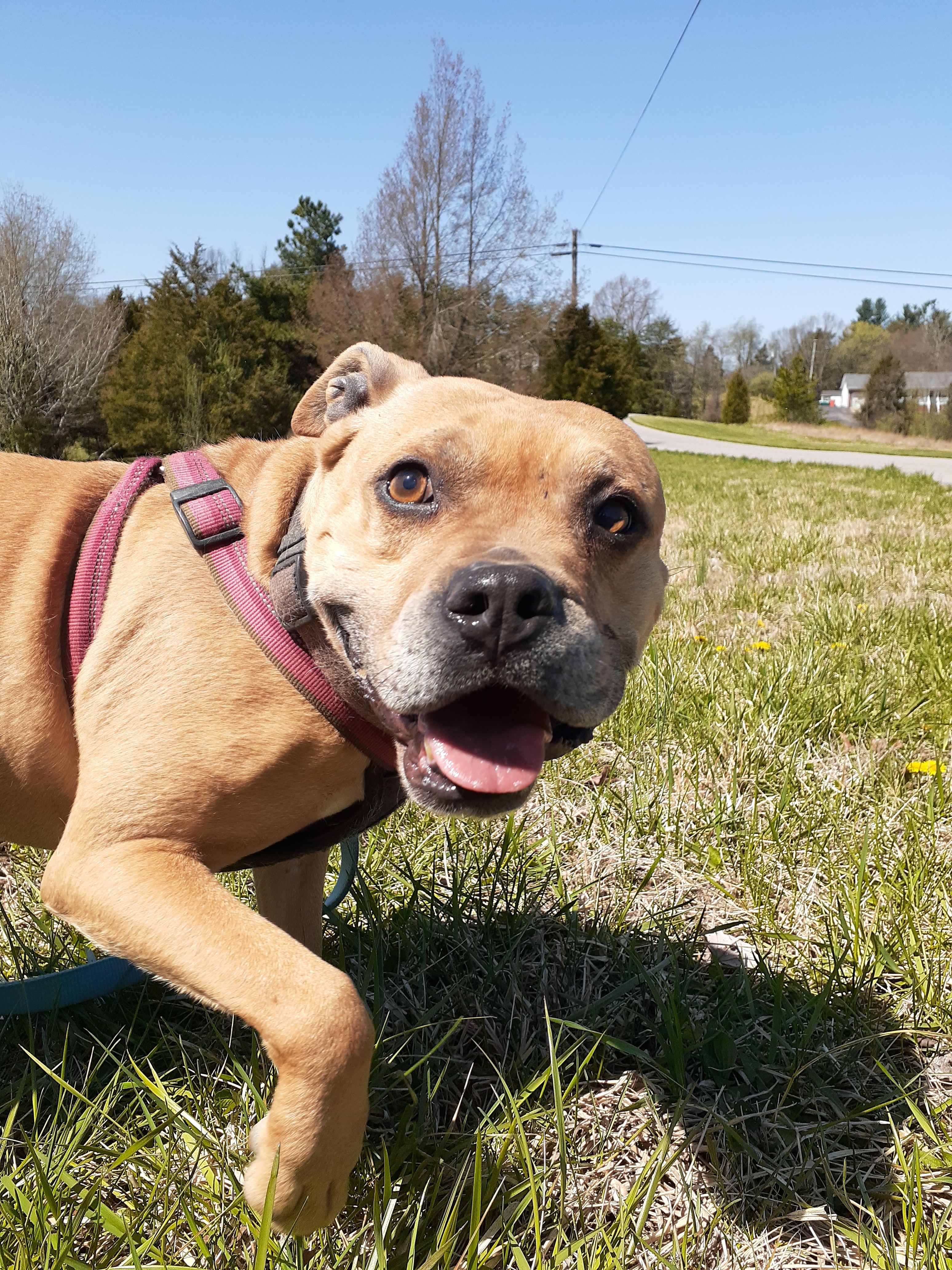 Holly, an adoptable Boxer, American Staffordshire Terrier in Vine Grove, KY, 40175 | Photo Image 4