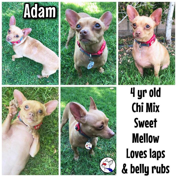 Adam, an adopted Chihuahua Mix in Glendora, CA_image-4