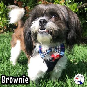 Brownie