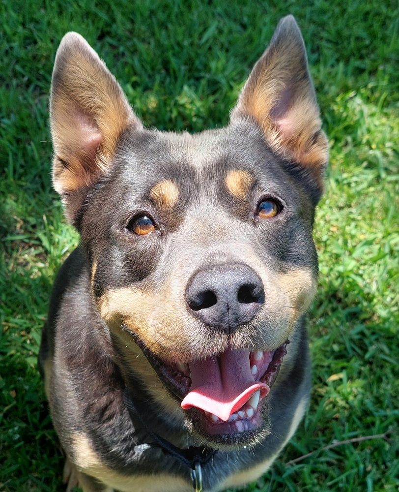 Aria, an adoptable Mixed Breed in San Leon, TX, 77565 | Photo Image 1