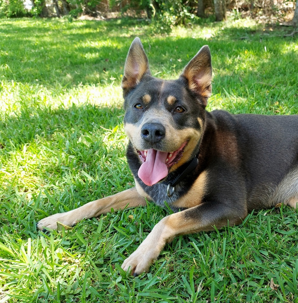 Aria, an adoptable Mixed Breed in San Leon, TX, 77565 | Photo Image 2
