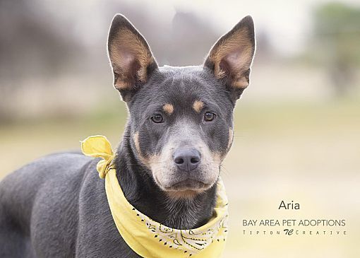 Aria, an adoptable Mixed Breed in San Leon, TX, 77565 | Photo Image 5