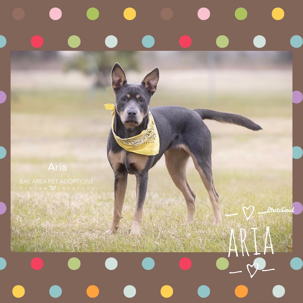 Aria, an adoptable Mixed Breed in San Leon, TX, 77565 | Photo Image 6