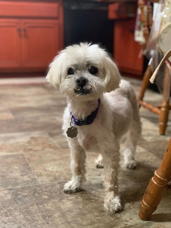 Dog For Adoption Grandpa Joe A Havanese Lhasa Apso Mix In Acton Ca Petfinder