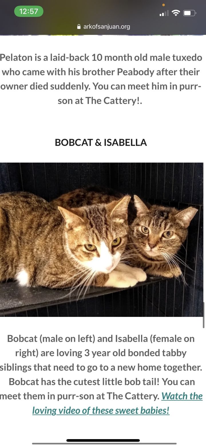 BOBCAT & ISABELLA 2