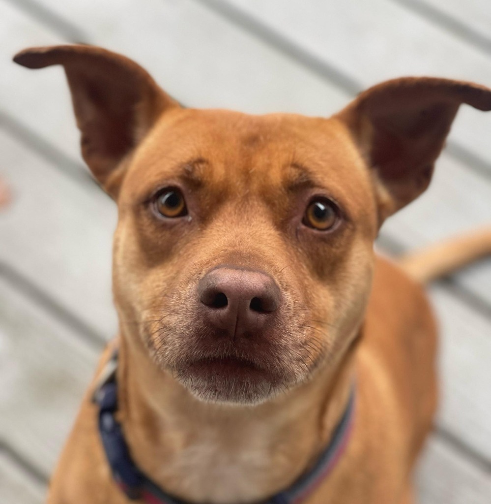 Molly, an adoptable Terrier, American Bulldog in St. Augustine, FL, 32084 | Photo Image 1