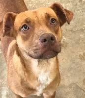 Molly, an adoptable Terrier, American Bulldog in St. Augustine, FL, 32084 | Photo Image 2