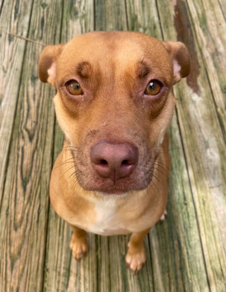 Molly, an adoptable Terrier, American Bulldog in St. Augustine, FL, 32084 | Photo Image 3