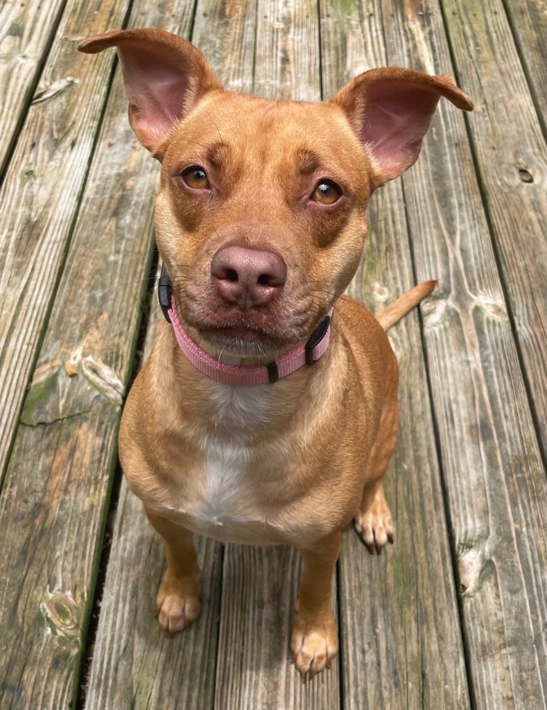 Molly, an adoptable Terrier, American Bulldog in St. Augustine, FL, 32084 | Photo Image 4