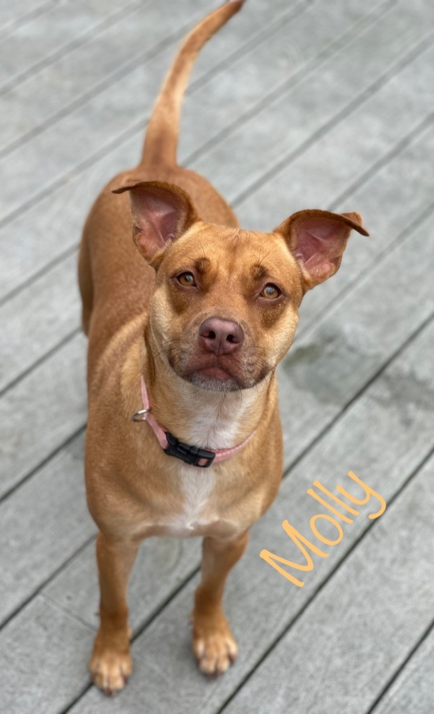 Molly, an adoptable Terrier, American Bulldog in St. Augustine, FL, 32084 | Photo Image 5