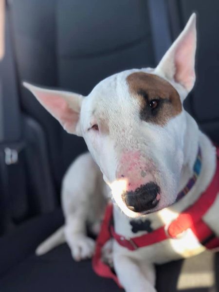 Dog For Adoption Chico A Bull Terrier In Freeport Ny Petfinder