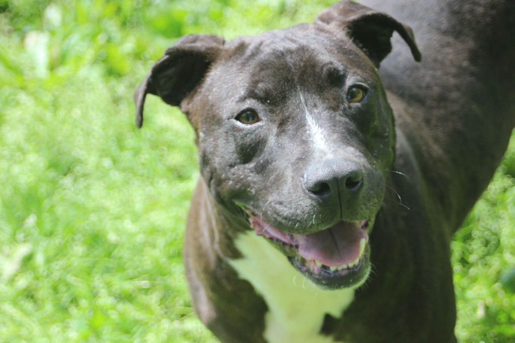 Jenny, an adoptable Pit Bull Terrier in Frankfort, KY, 40601 | Photo Image 1