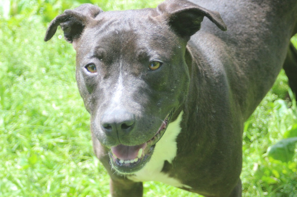 Jenny, an adoptable Pit Bull Terrier in Frankfort, KY, 40601 | Photo Image 2