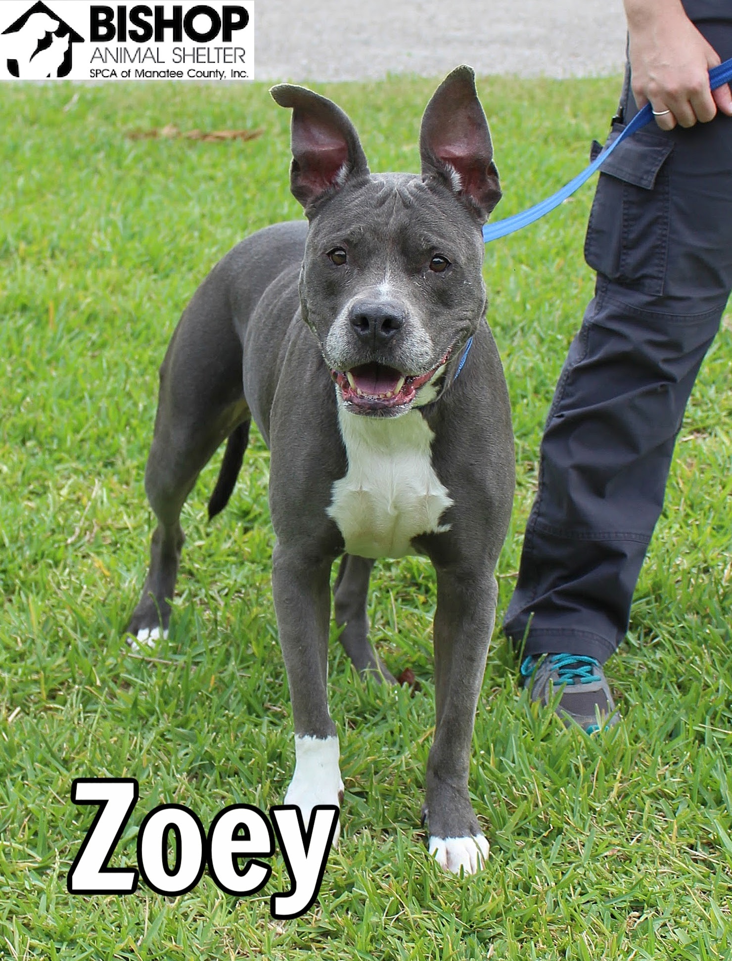 Zoey, an adoptable Mixed Breed in Bradenton, FL, 34209 | Photo Image 1