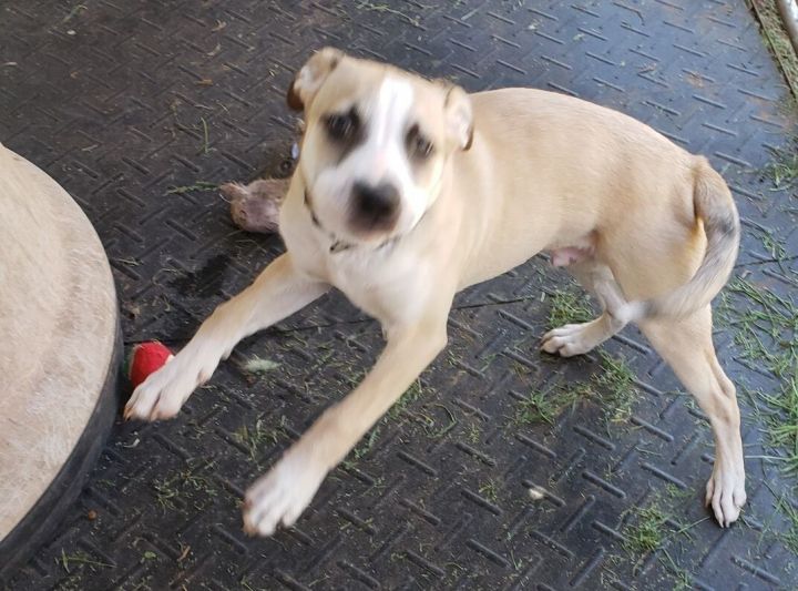 Dog For Adoption Wizzer A Labrador Retriever Collie Mix In Carnegie Ok Petfinder