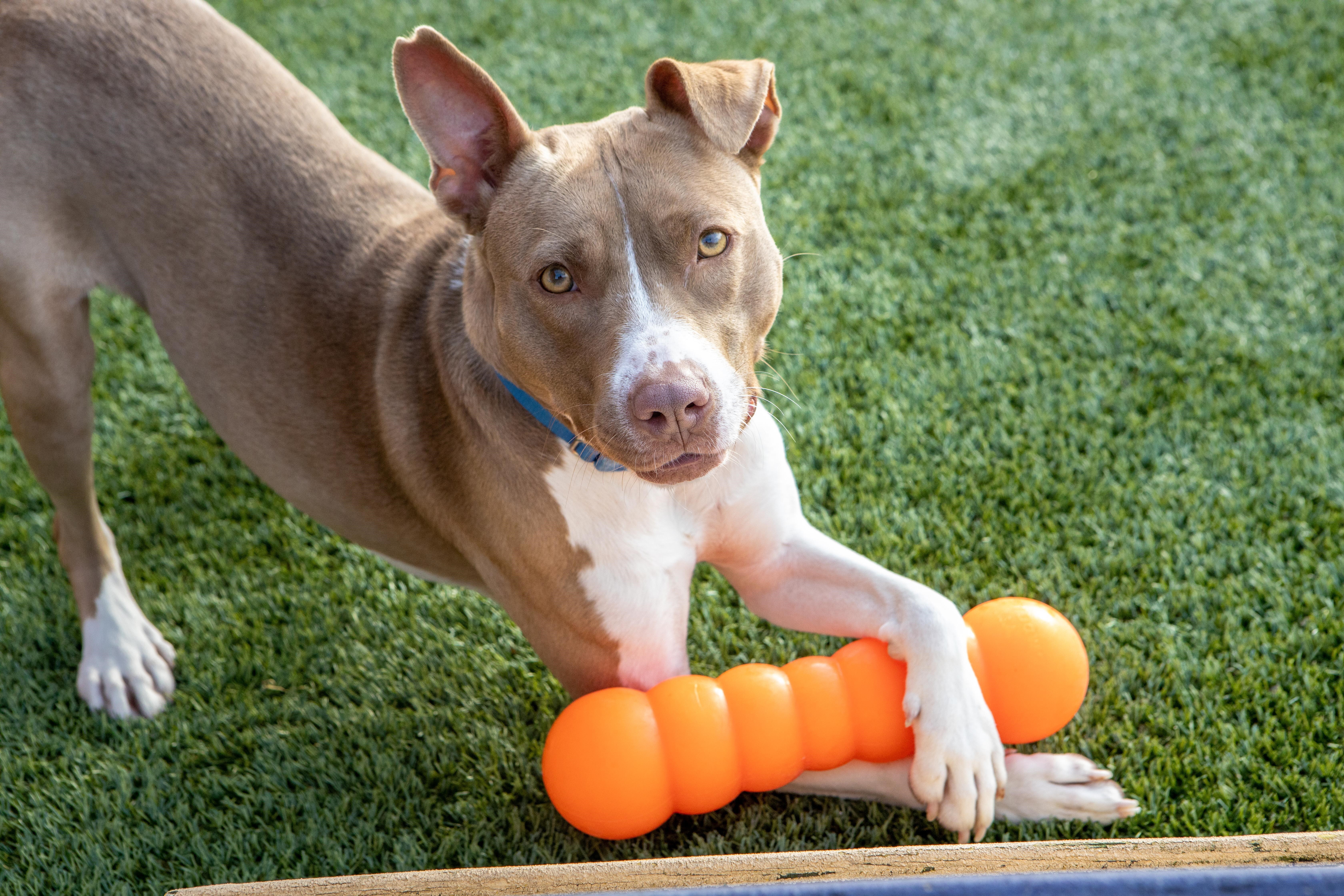 Rue, an adoptable Pit Bull Terrier in Norwalk, CT, 06851 | Photo Image 2
