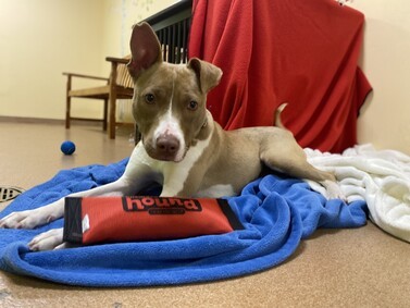 Rue, an adoptable Pit Bull Terrier in Norwalk, CT, 06851 | Photo Image 1