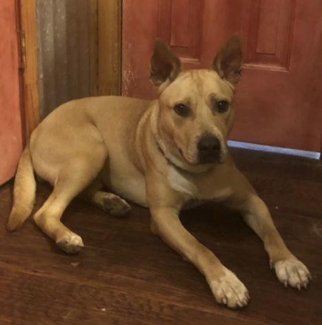 Harper, an adoptable Labrador Retriever, Australian Cattle Dog / Blue Heeler in The Woodlands, TX, 77393 | Photo Image 1