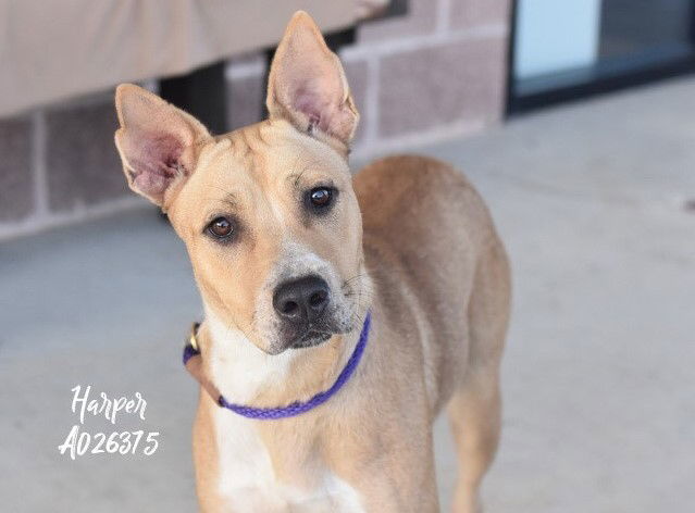 Harper, an adoptable Labrador Retriever, Australian Cattle Dog / Blue Heeler in The Woodlands, TX, 77393 | Photo Image 2