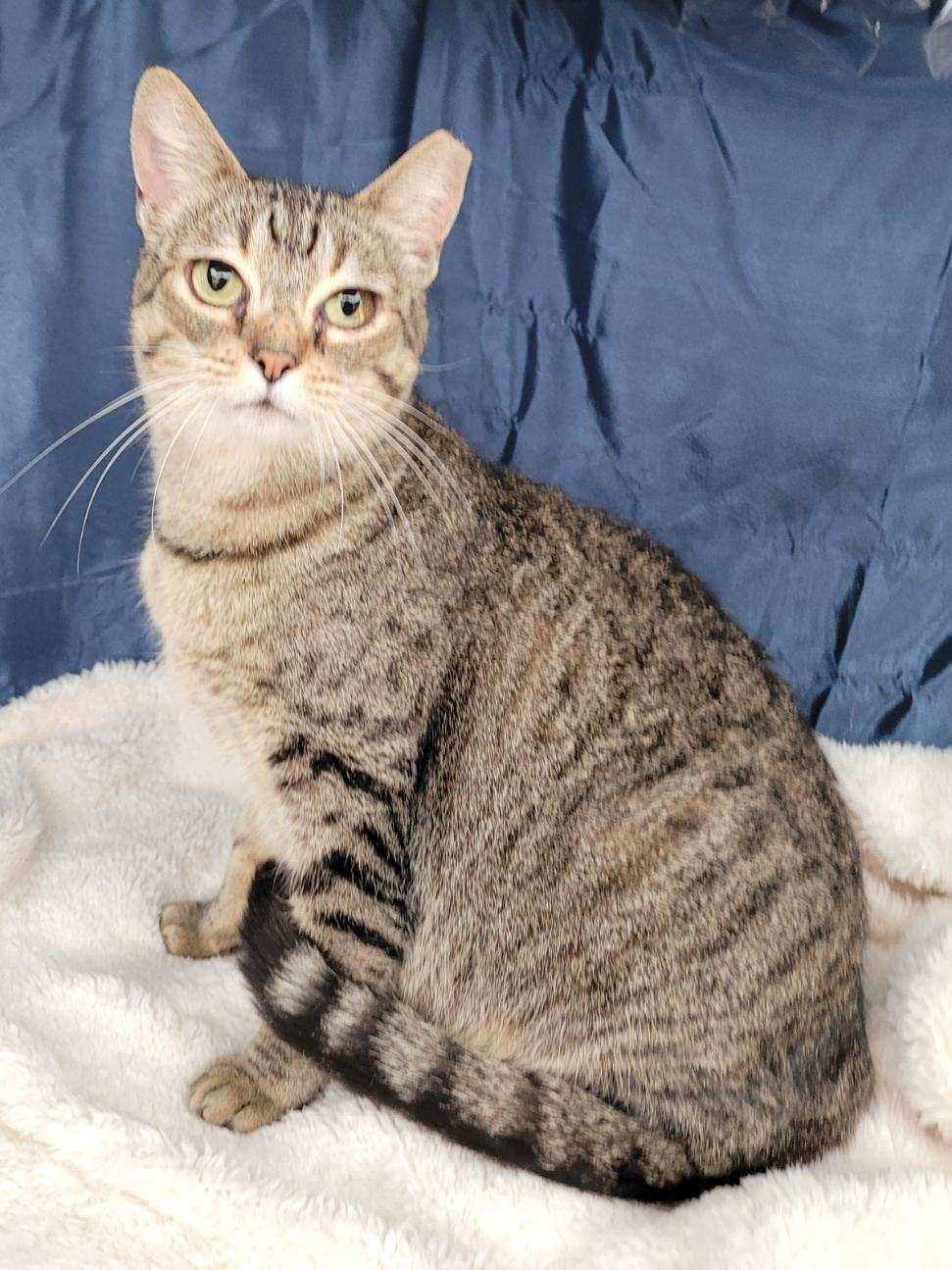 Cat for adoption - Lilac, an Egyptian Mau & American Shorthair Mix in