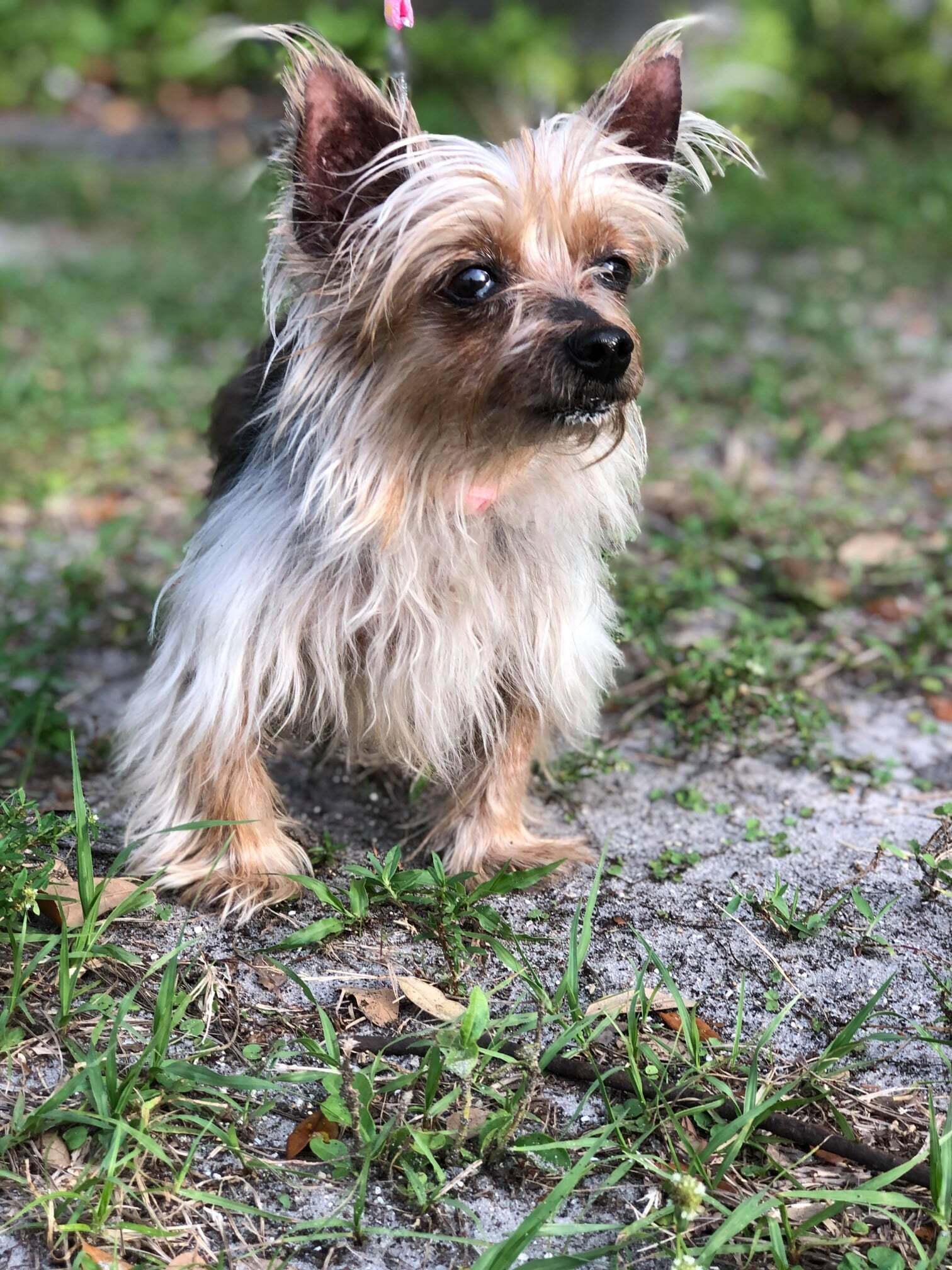 Blondie, an adoptable Yorkshire Terrier in Cape Coral, FL, 33914 | Photo Image 1
