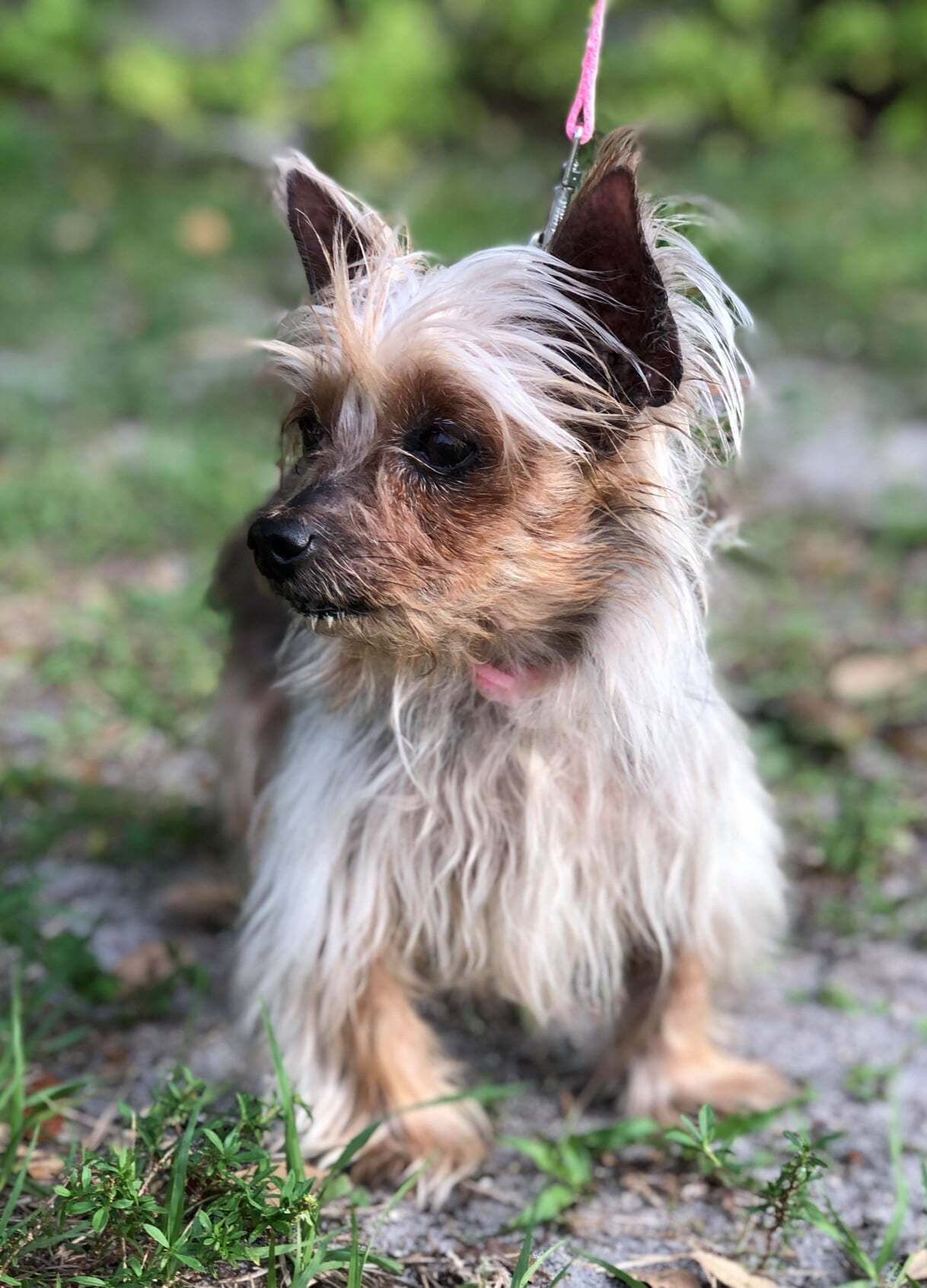 Blondie, an adoptable Yorkshire Terrier in Cape Coral, FL, 33914 | Photo Image 2