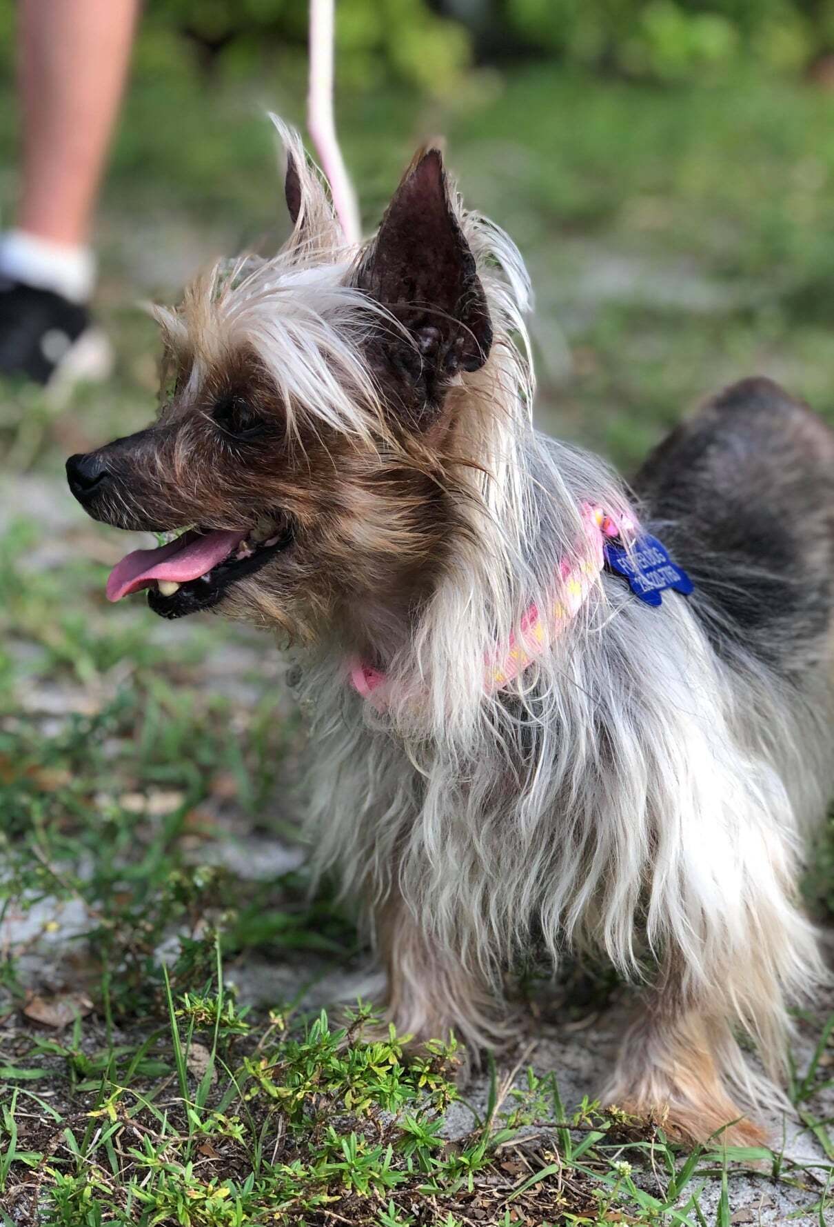 Blondie, an adoptable Yorkshire Terrier in Cape Coral, FL, 33914 | Photo Image 3