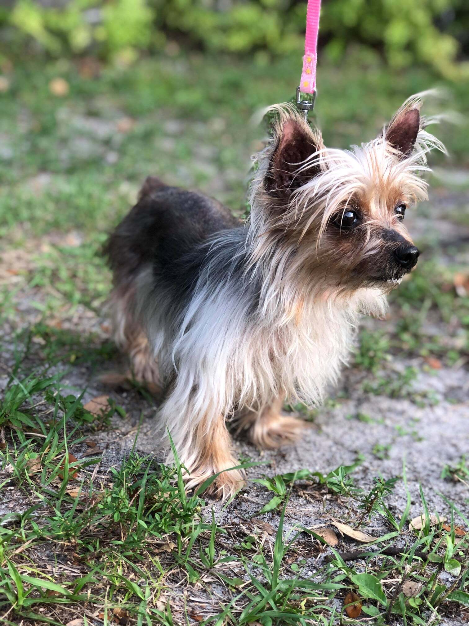 Blondie, an adoptable Yorkshire Terrier in Cape Coral, FL, 33914 | Photo Image 4