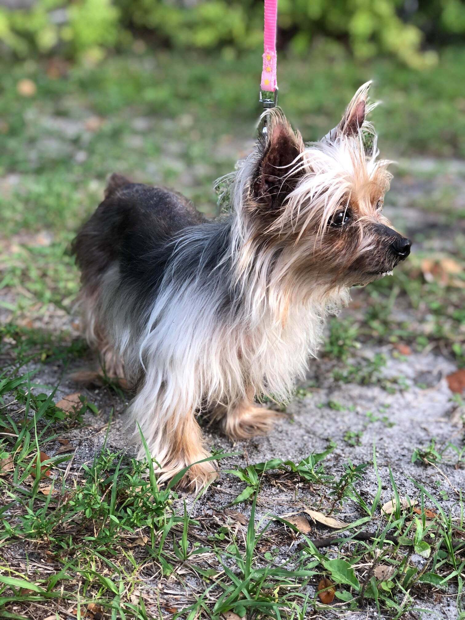 Blondie, an adoptable Yorkshire Terrier in Cape Coral, FL, 33914 | Photo Image 5