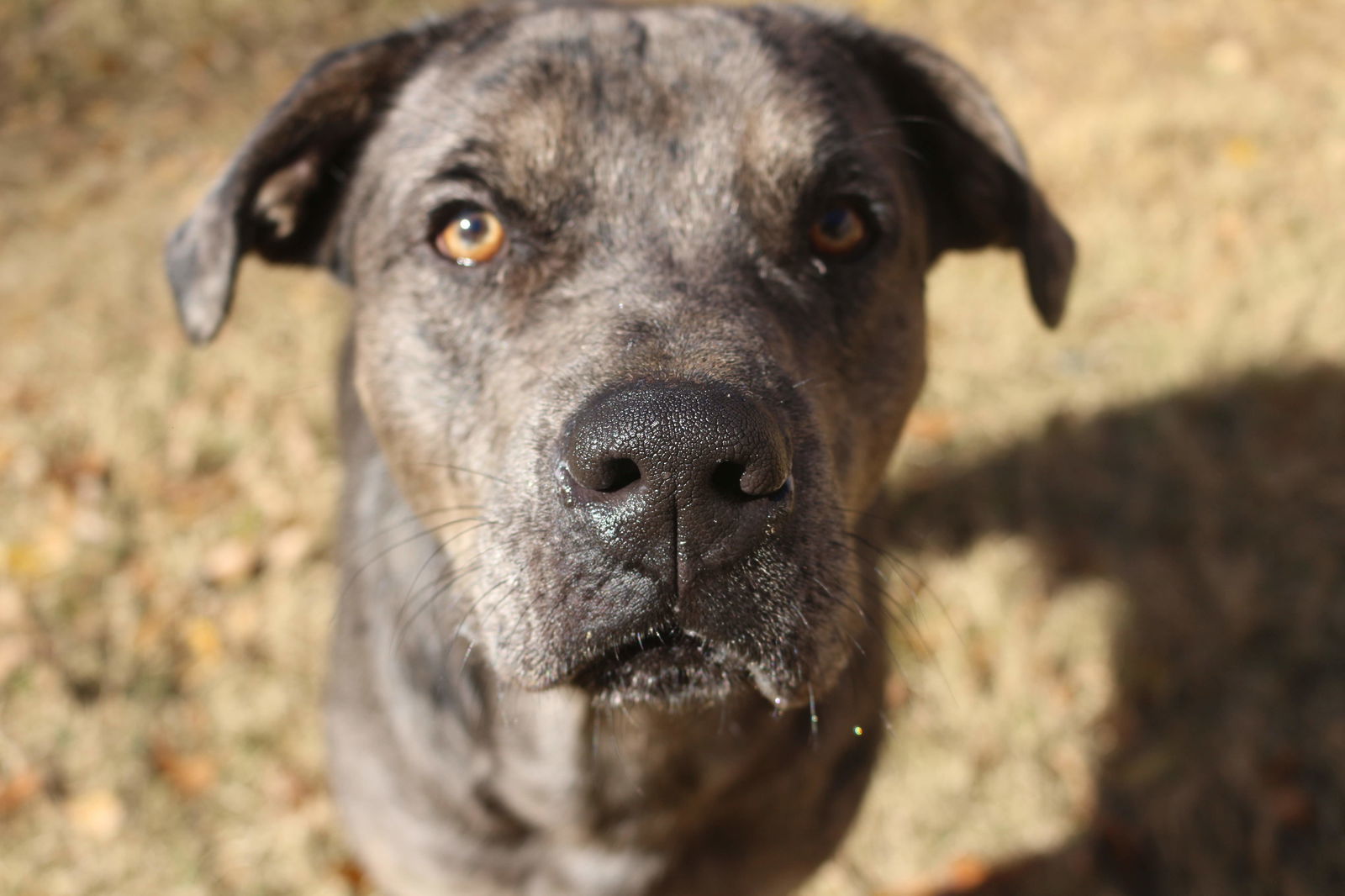 Butterbean, an adoptable Catahoula Leopard Dog in Jackson, MS, 39213 | Photo Image 1