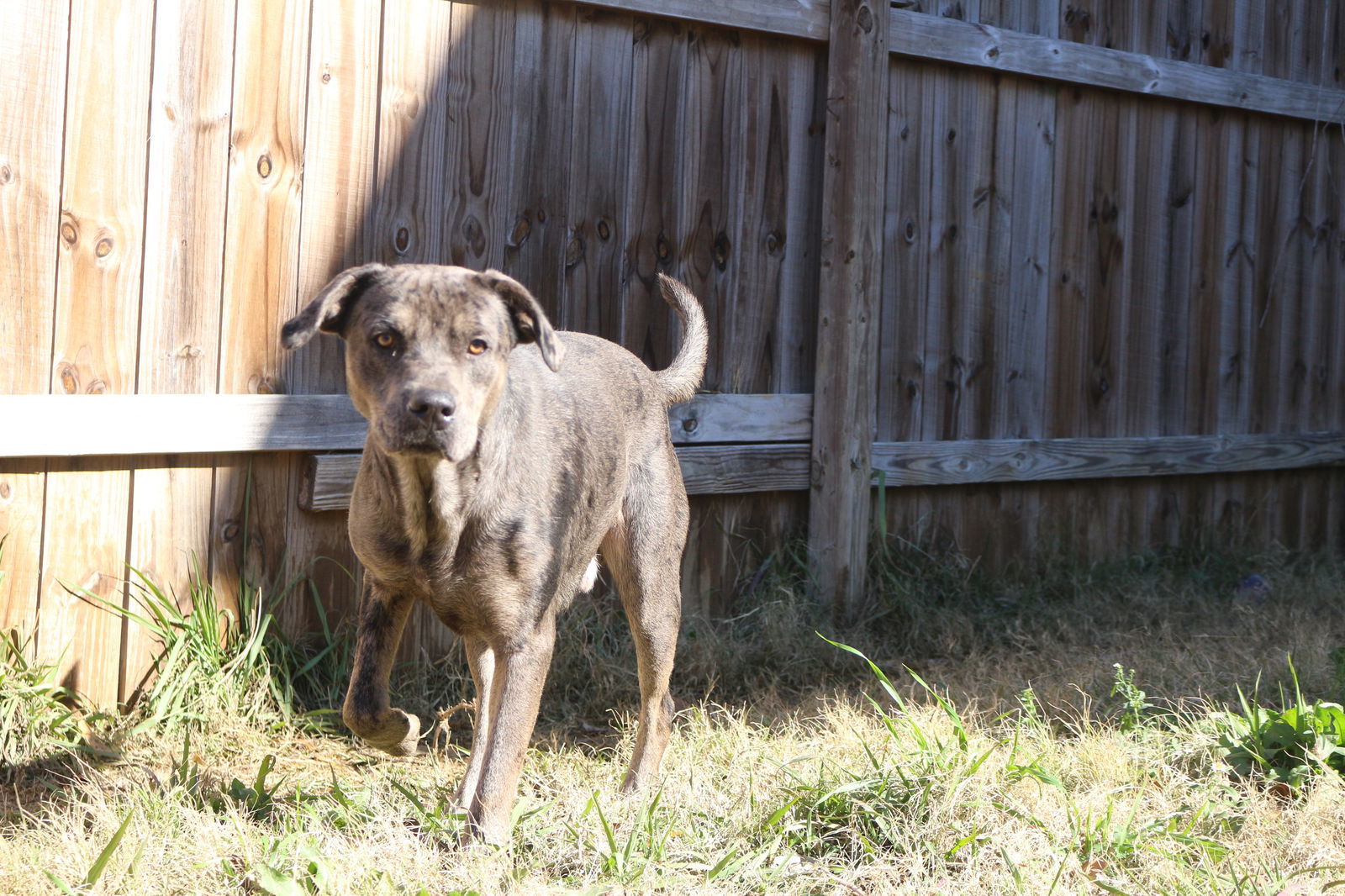 Butterbean, an adoptable Catahoula Leopard Dog in Jackson, MS, 39213 | Photo Image 2