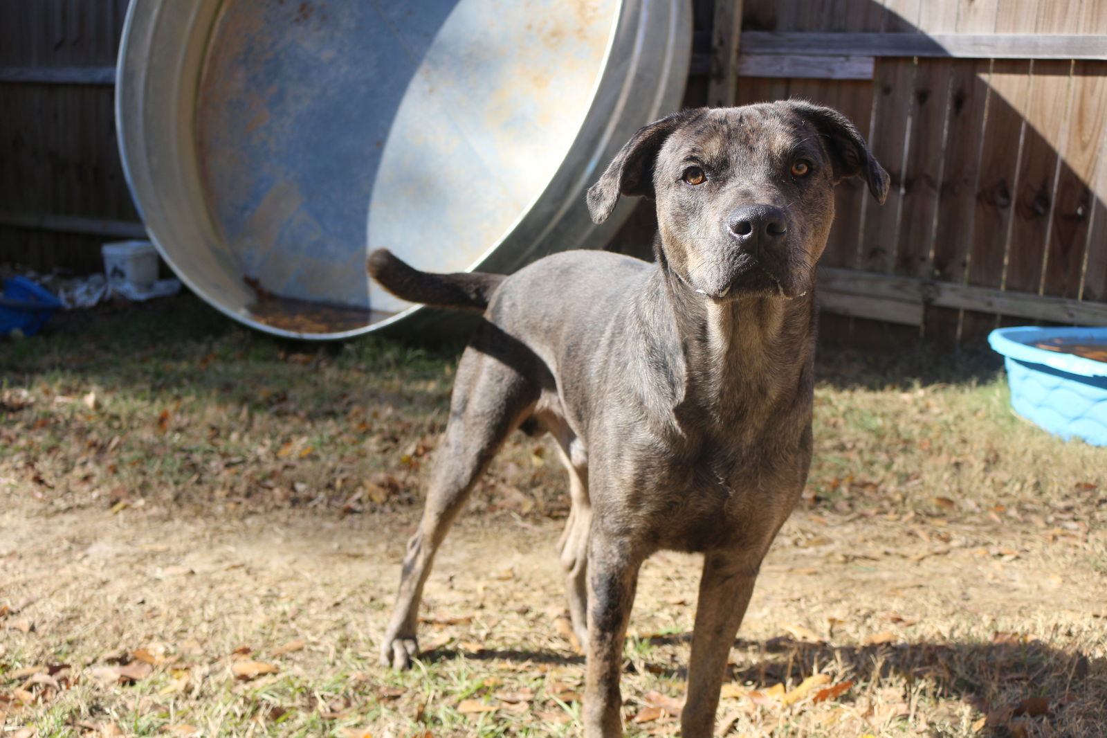 Butterbean, an adoptable Catahoula Leopard Dog in Jackson, MS, 39213 | Photo Image 3