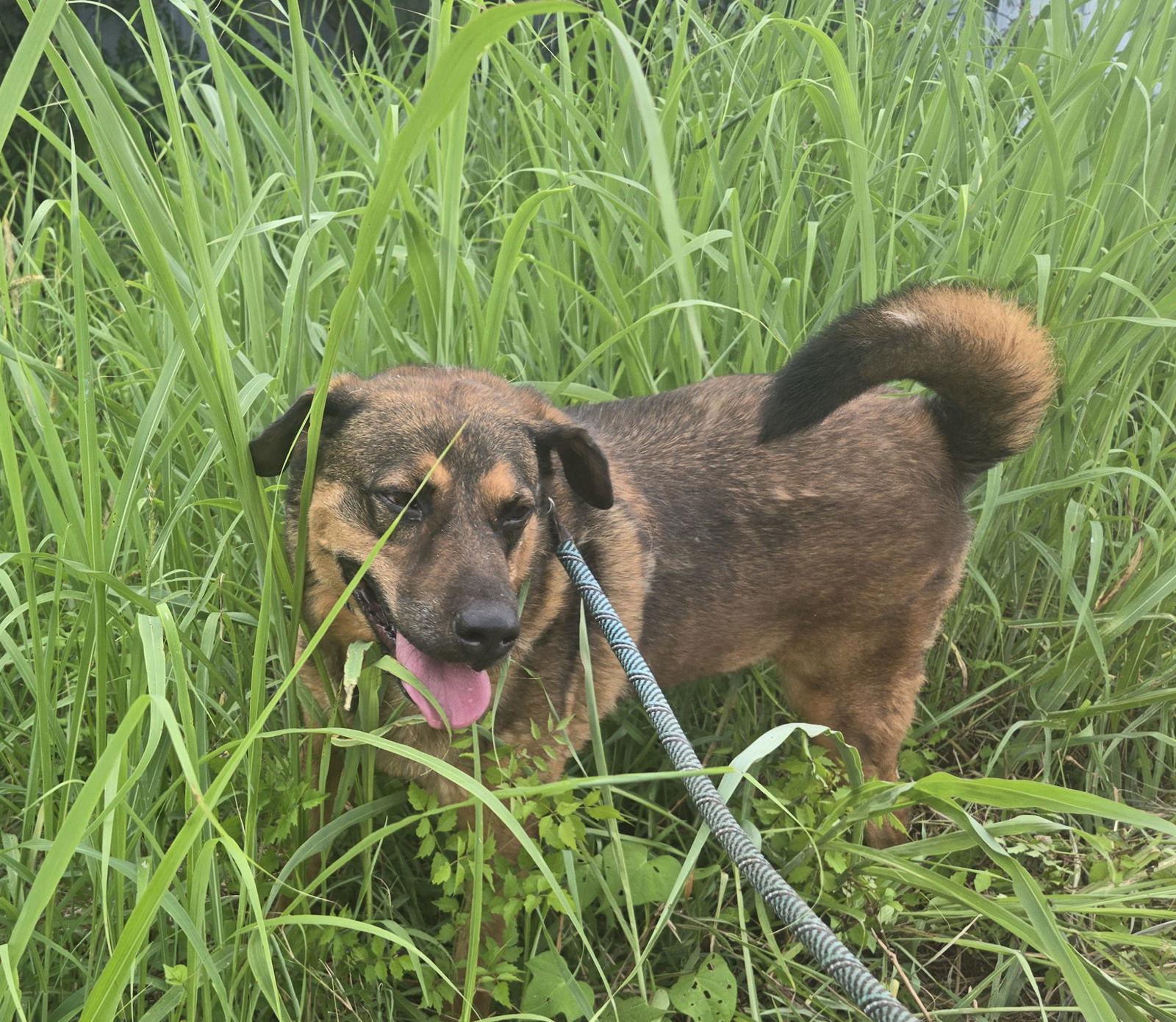 Jetson, an adoptable German Shepherd Dog in Jackson, MS, 39213 | Photo Image 1