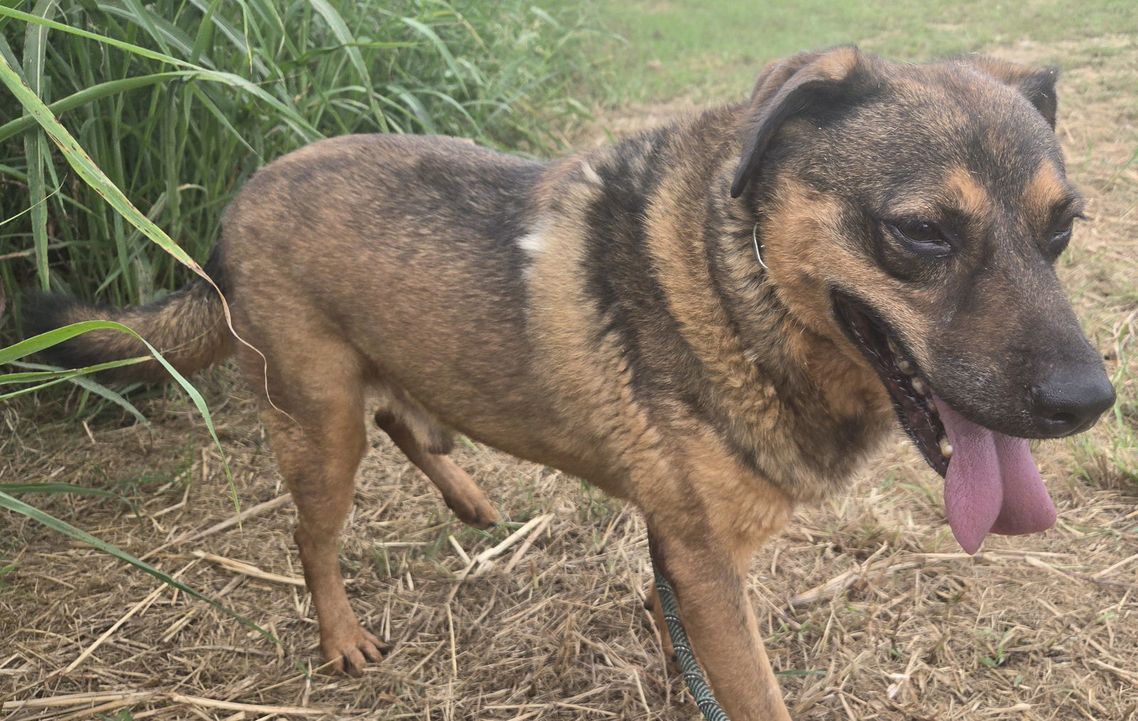Jetson, an adoptable German Shepherd Dog in Jackson, MS, 39213 | Photo Image 2