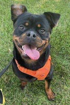 Dog For Adoption Elsa A Rottweiler In Oswego Il Petfinder