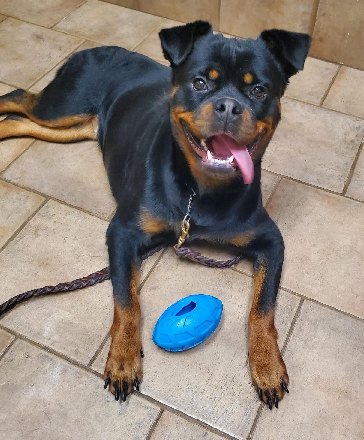 Dog For Adoption Elsa A Rottweiler In Oswego Il Petfinder