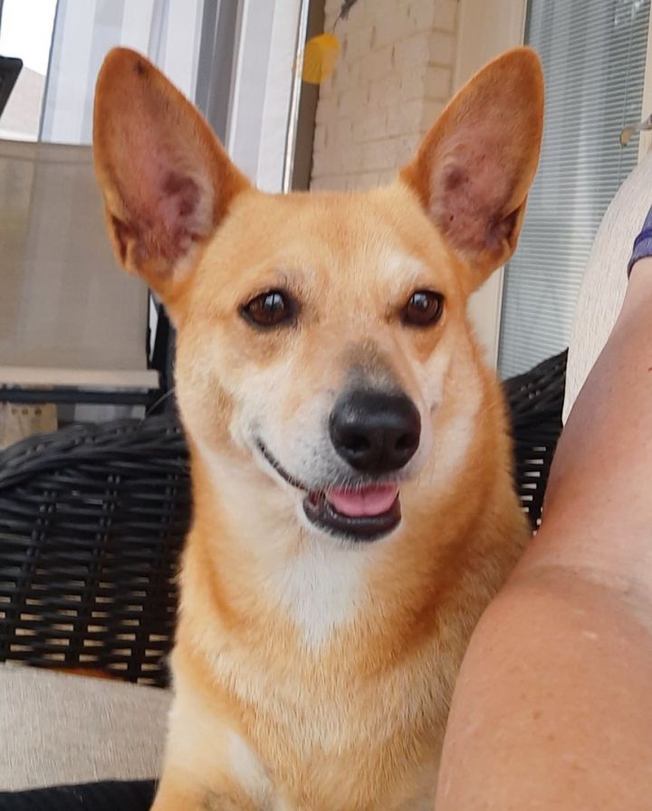 Dingo corgi sale mix