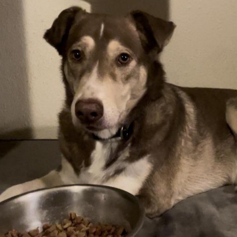 Ruben JuM, an adoptable Husky, Mixed Breed in Austin, TX, 78701 | Photo Image 1