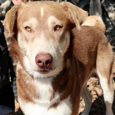 Ruben JuM, an adoptable Husky, Mixed Breed in Austin, TX, 78701 | Photo Image 2