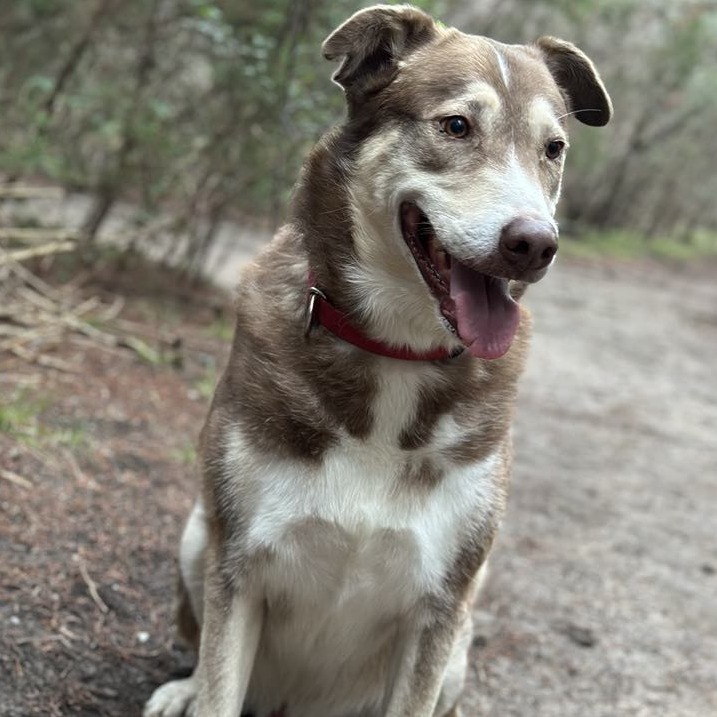 Ruben JuM, an adoptable Husky, Mixed Breed in Austin, TX, 78701 | Photo Image 2