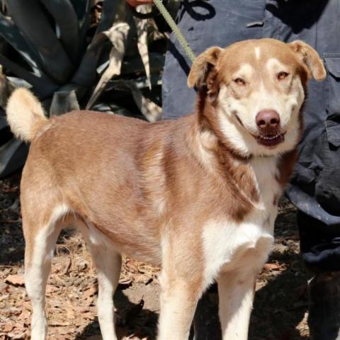 Ruben JuM, an adoptable Husky, Mixed Breed in Austin, TX, 78701 | Photo Image 3