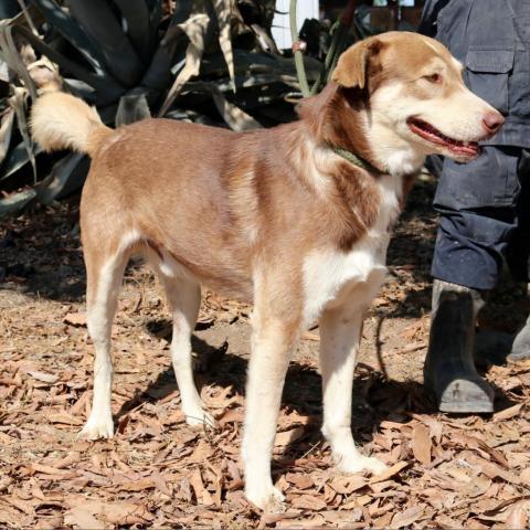 Ruben JuM, an adoptable Husky, Mixed Breed in Austin, TX, 78701 | Photo Image 4